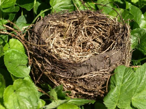 nest bird's nest nesting place