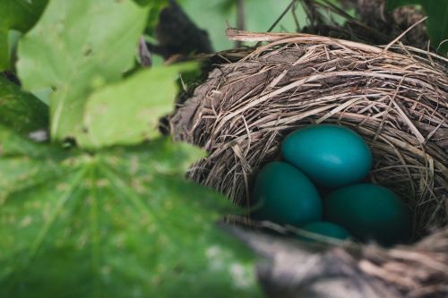 nest eggs nest egg