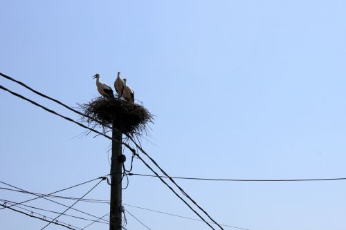 nest poles power