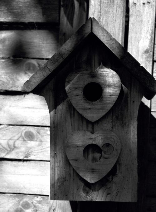 nest box garden birds