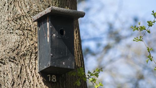 nest box birdhouse forest