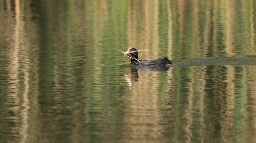 nest building  lake  waters