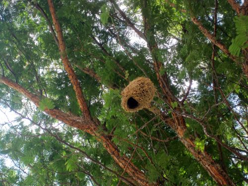 Nest In Tree
