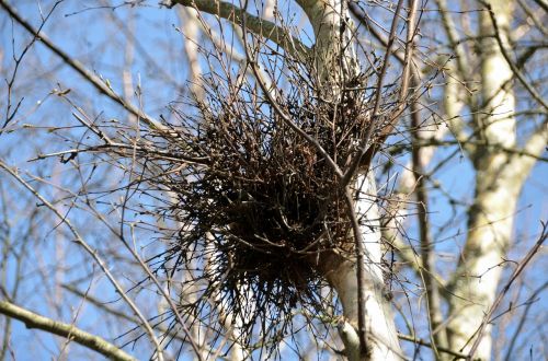nest of magpies birds broods