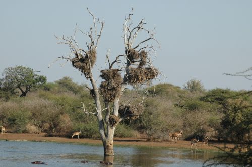 nesting birds k