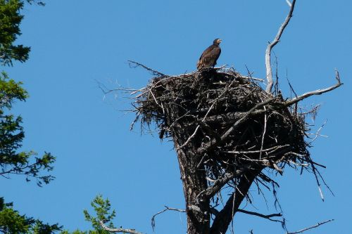 nesting osprey chick
