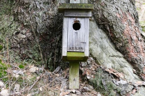 nesting box forest nature