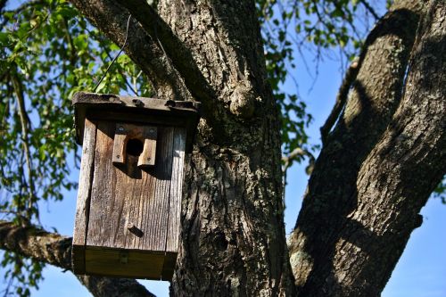 nesting box tree nature