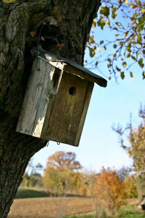 nesting box tree plant