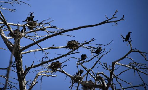 Nesting Cormorants