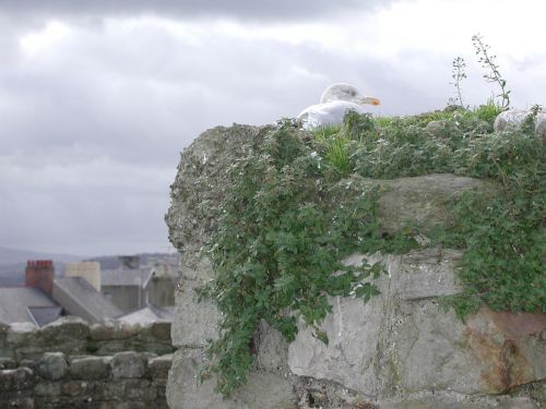 nesting seagull seagull nest