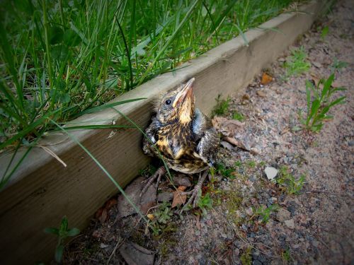 nestling bird cub