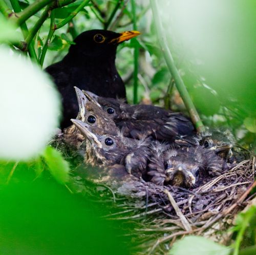 nestling bird nest