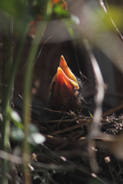 nestling baby-blackbird nature