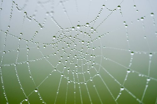 net  spider  pattern