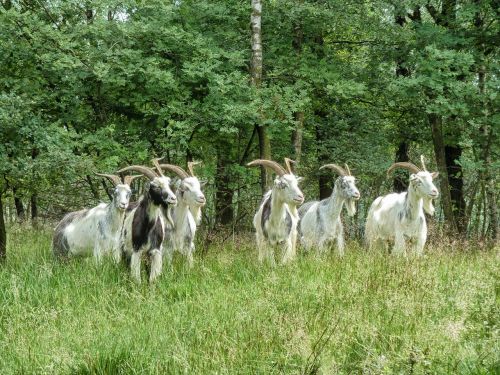 netherlands landscape goats