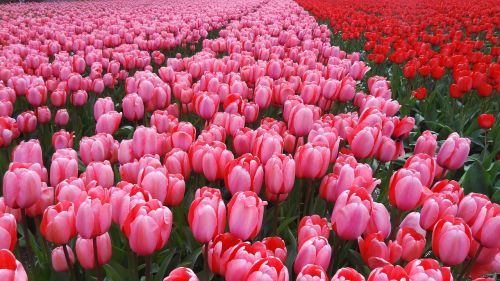 netherlands spring tulips
