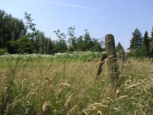 netherlands schinnen hogweed