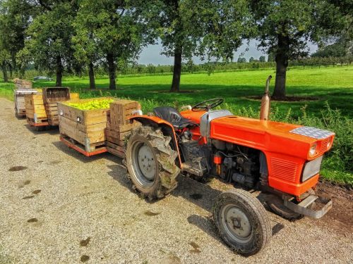 netherlands fruit harvest farm