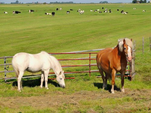 netherlands horses field