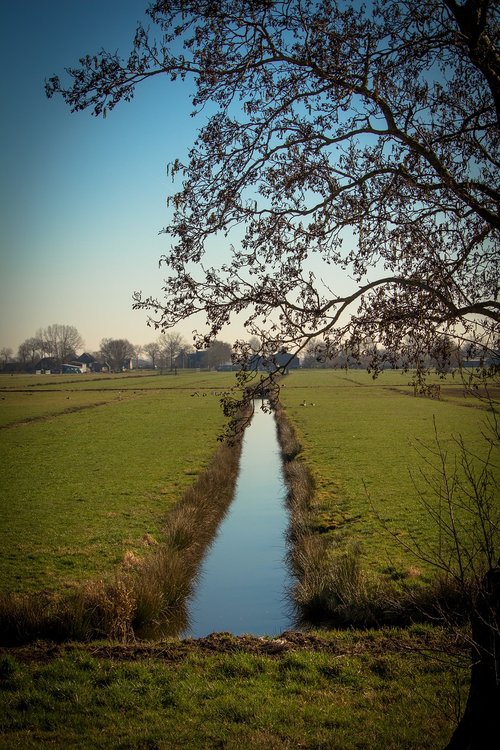 netherlands  polder  pasture