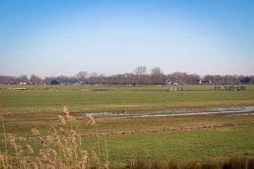 netherlands  polder  pasture