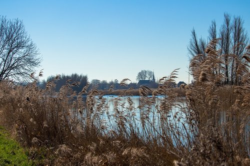 netherlands  reed  water