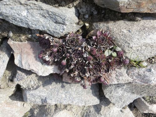 Sempervivum On The Wall