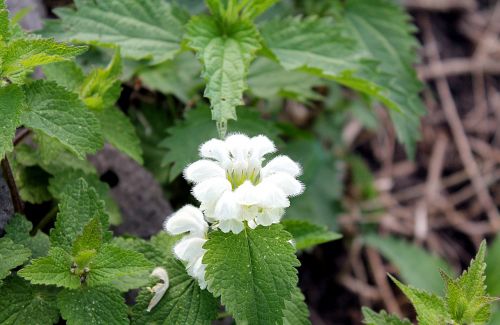 nettle spring flowering nettle