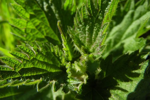 nettle  leaf  green