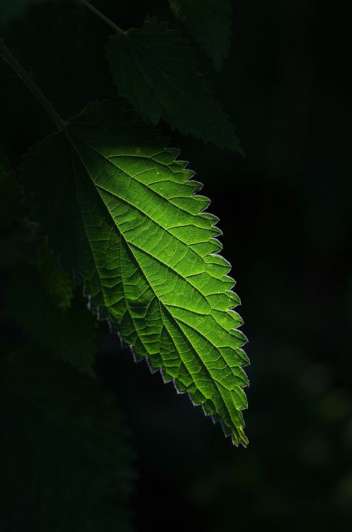 nettle plant green
