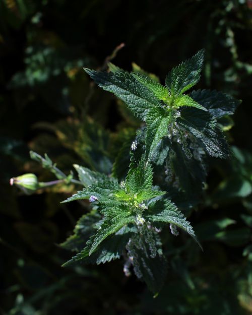 nettles estrugas picamato