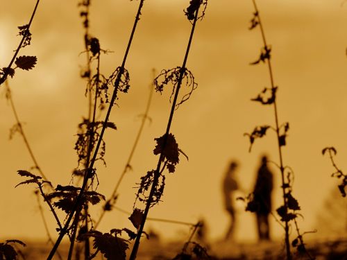 nettles weeds sunset