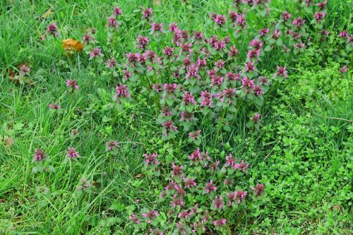 nettles meadow lamium