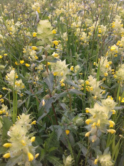 nettles early summer flower meadow