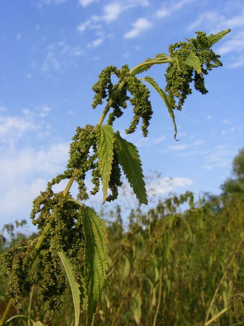 nettles green ripe