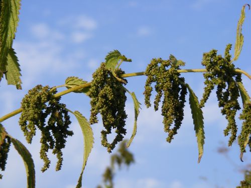 nettles green ripe