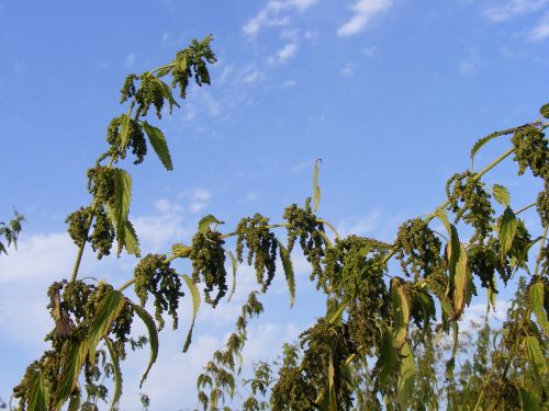 nettles green ripe