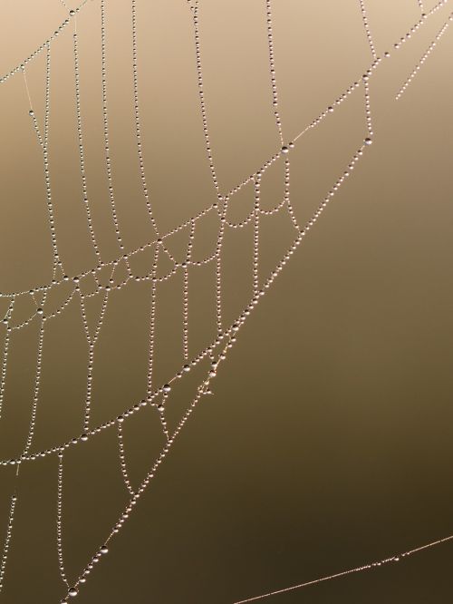 network cobweb morgentau