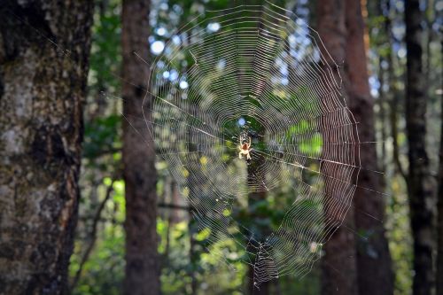 network spider cobweb