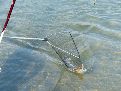 network fish catch