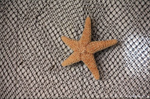 network starfish sea