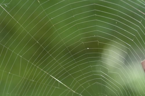 network cobweb spider