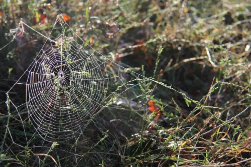 network spider nature