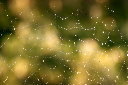 network spider cobweb