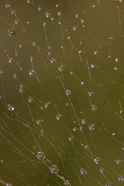 network dew cobweb
