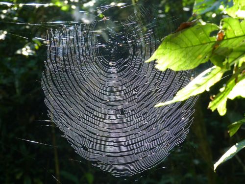 network spider nature