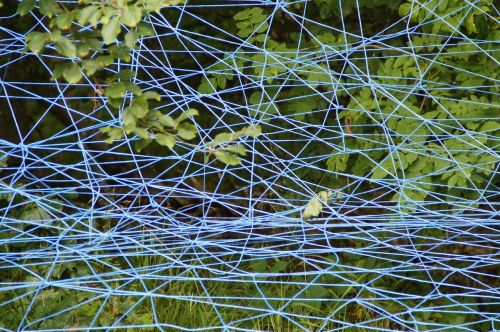 network blue branches