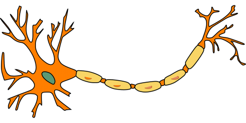 neuron nerve cell axon