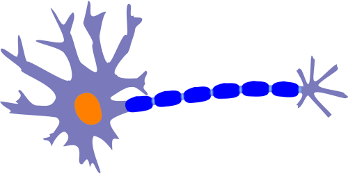 neuron acon dendrite